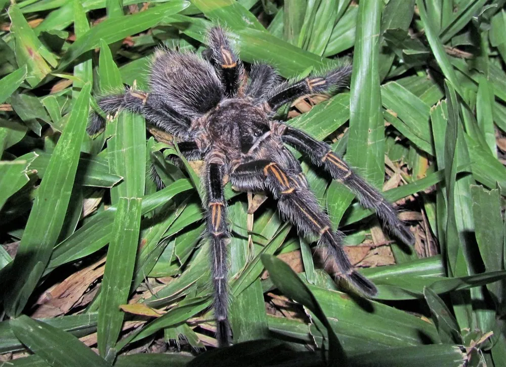 د Chaco golden knee tarantula عکس