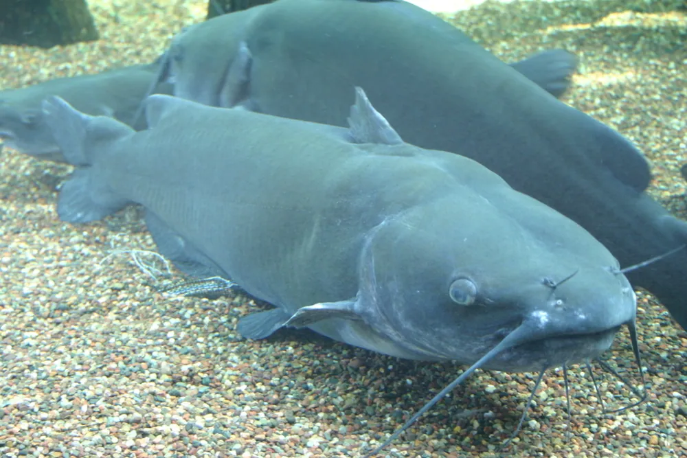 ภาพของChannel catfish