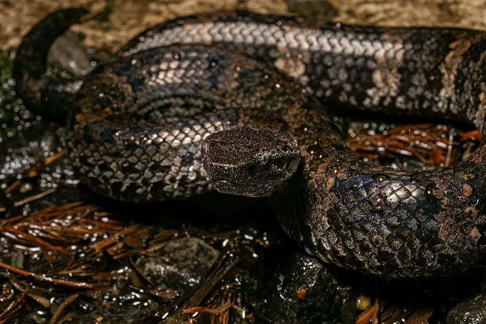 عکس Chasen's mountain pit viper