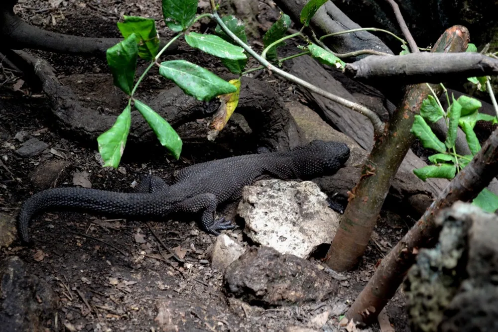 Foto de Chiapan beaded lizard