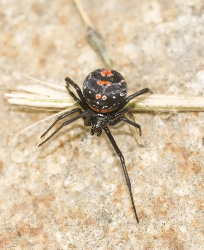 عکس Chilean black widow