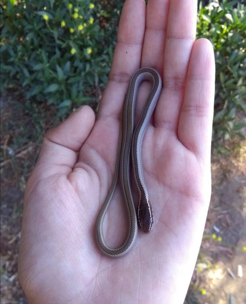 د Chilean green racer عکس