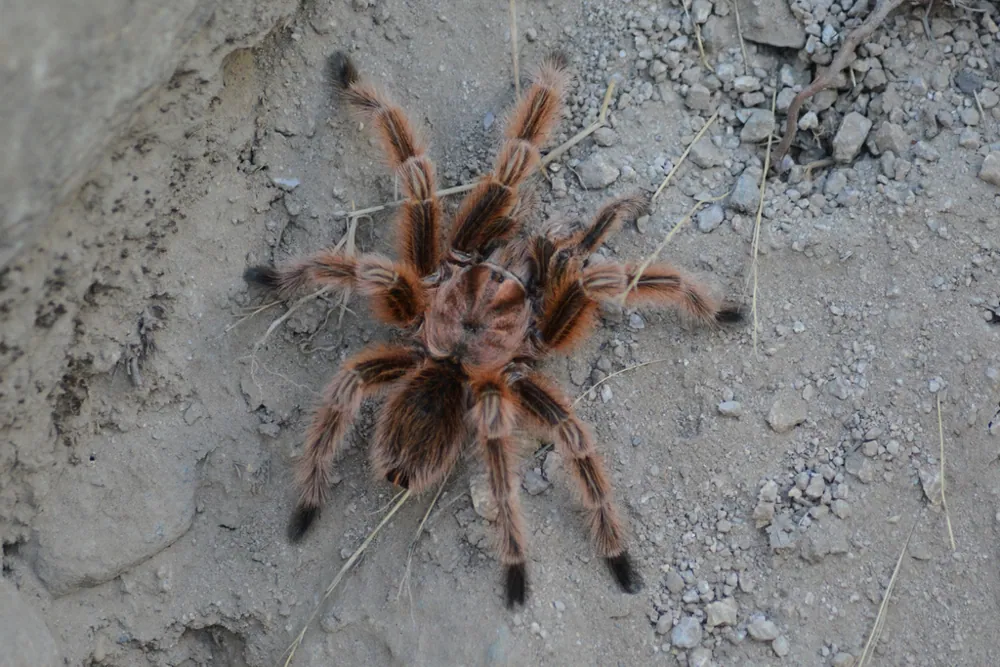 عکس Chilean rose tarantula