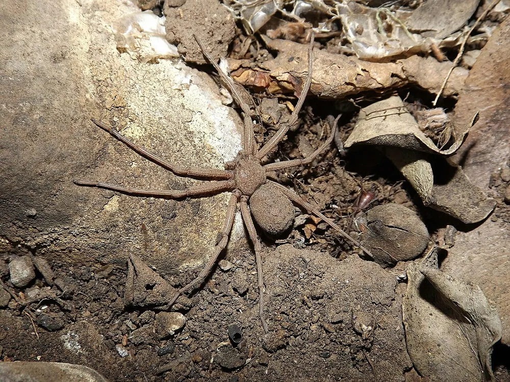 د Chilean six-eyed sand spider عکس