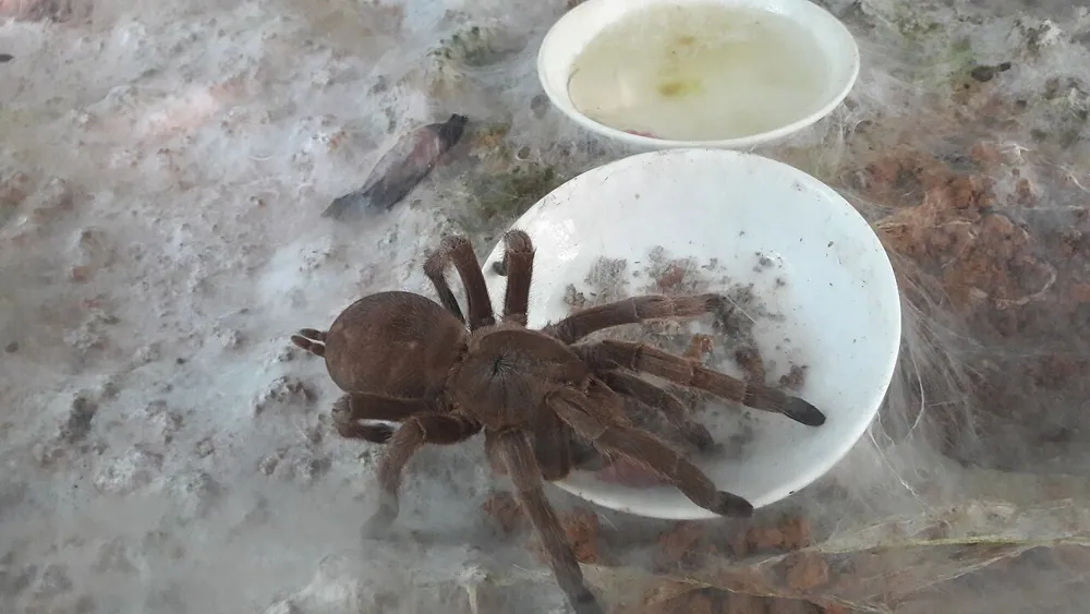د Chinese bird spider عکس