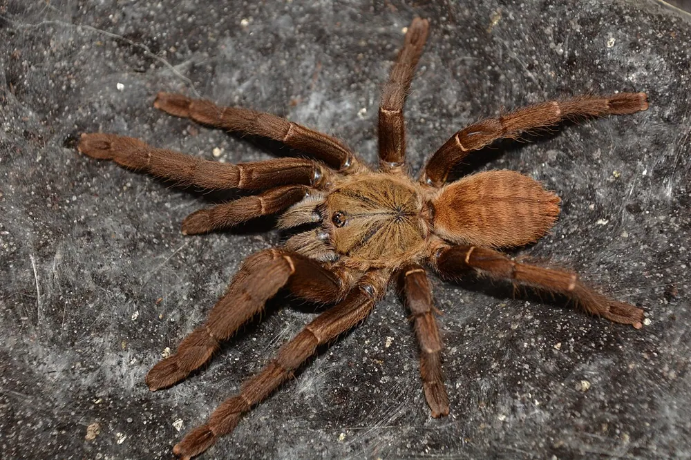 Foto de Chinese black earth tiger tarantula