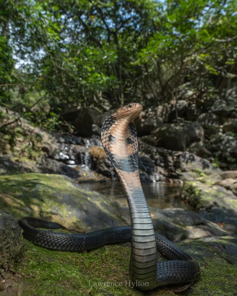 د Chinese cobra عکس