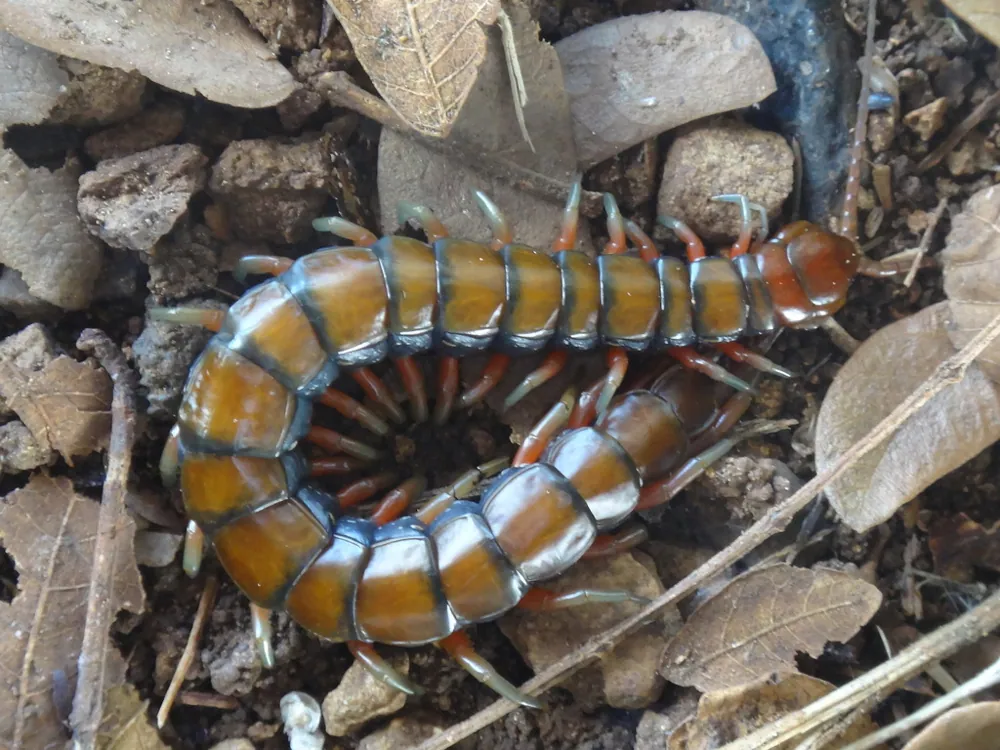 د Chinese red-headed centipede عکس