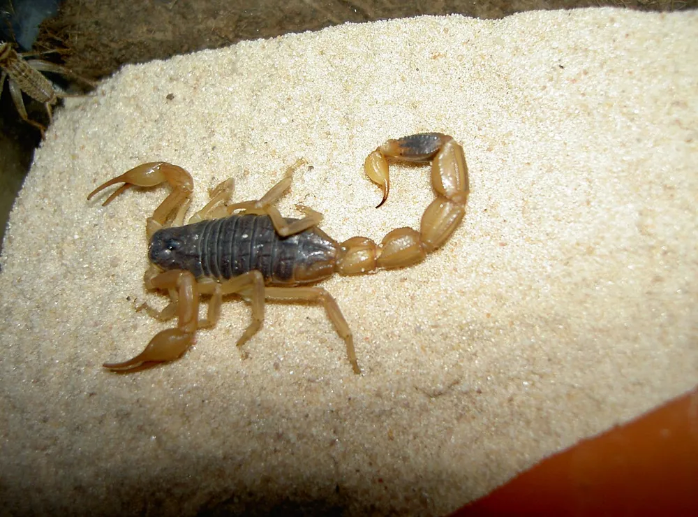 د Chinese scorpion عکس