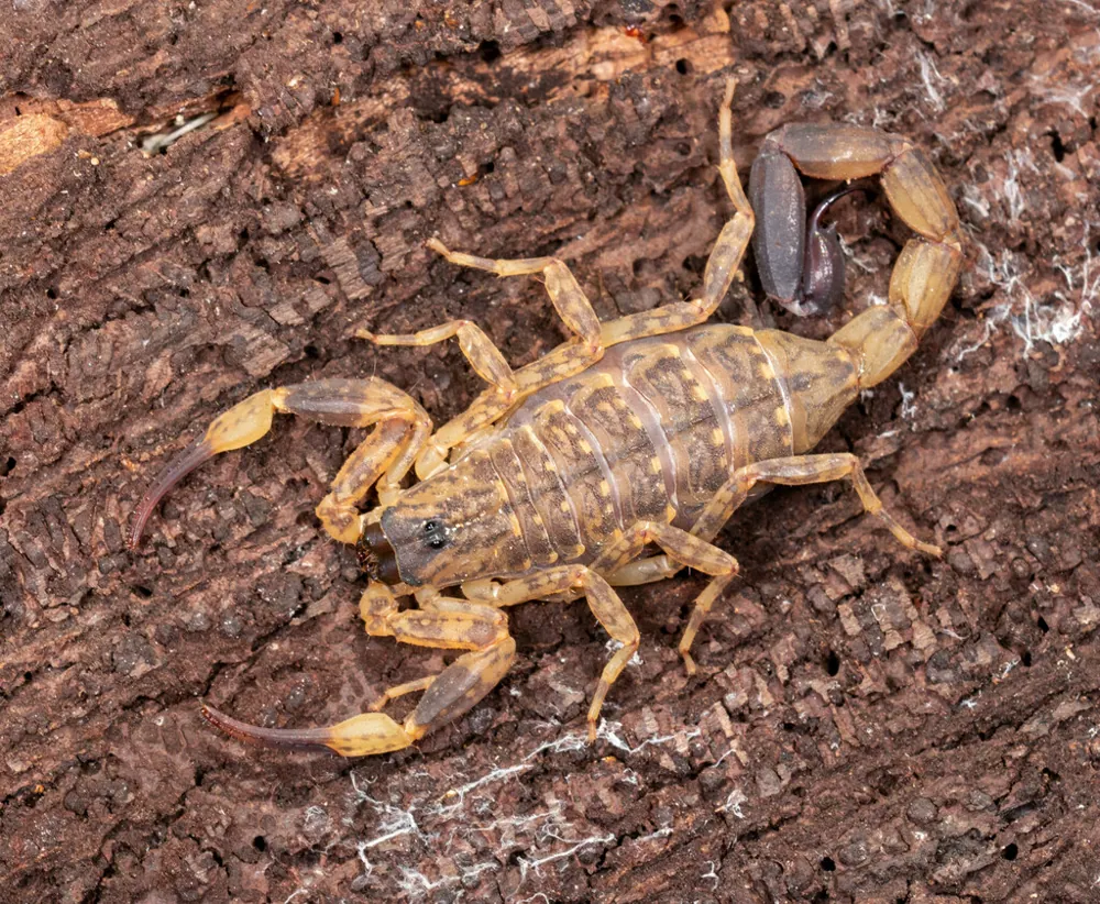 Foto de Chinese swimming scorpion