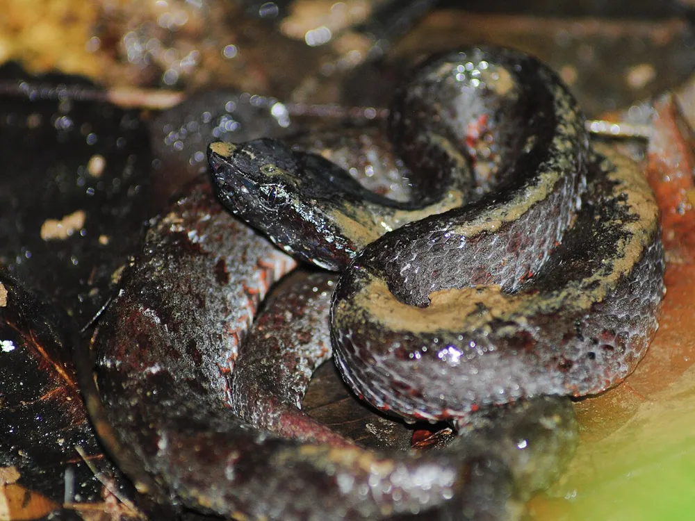 Foto de Chocoan toadheaded pitviper