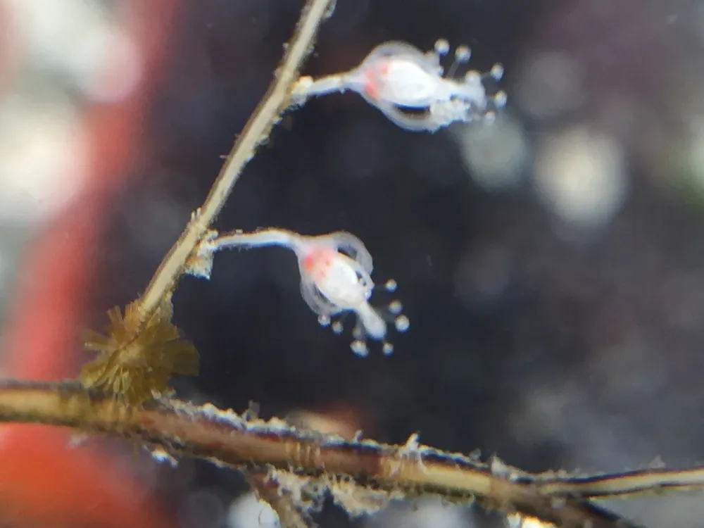 ภาพของChristmas tree hydroid
