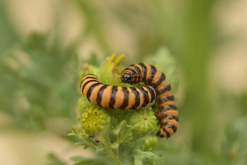 ภาพของCinnabar moth