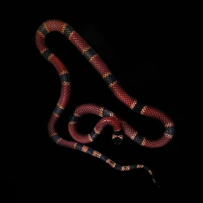 د Clark's coral snake عکس
