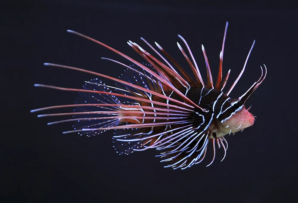 Foto de Clearfin lionfish