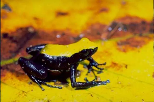 د Climbing mantella عکس