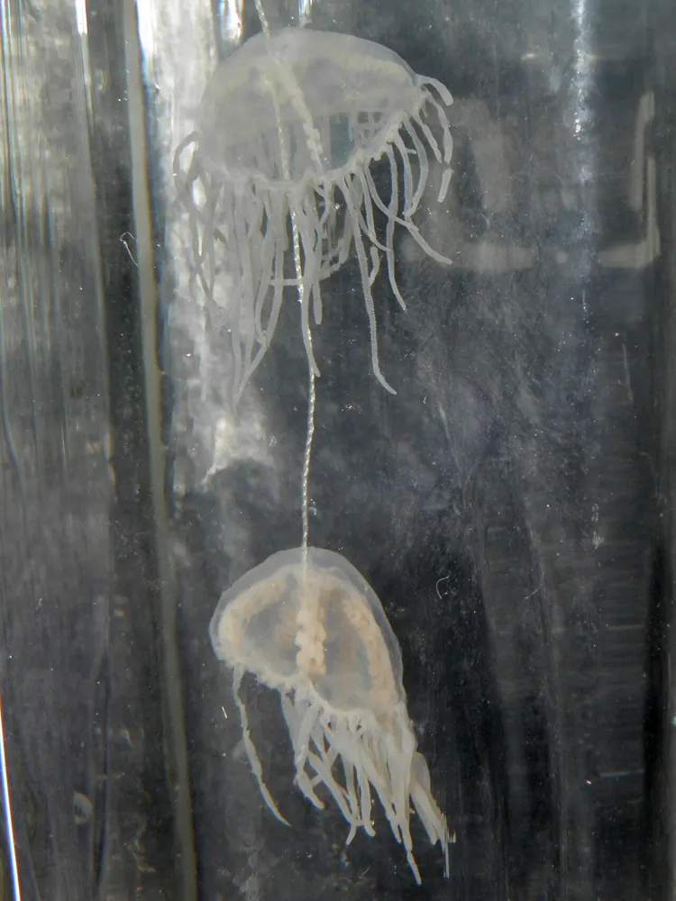 عکس Clinging jellyfish