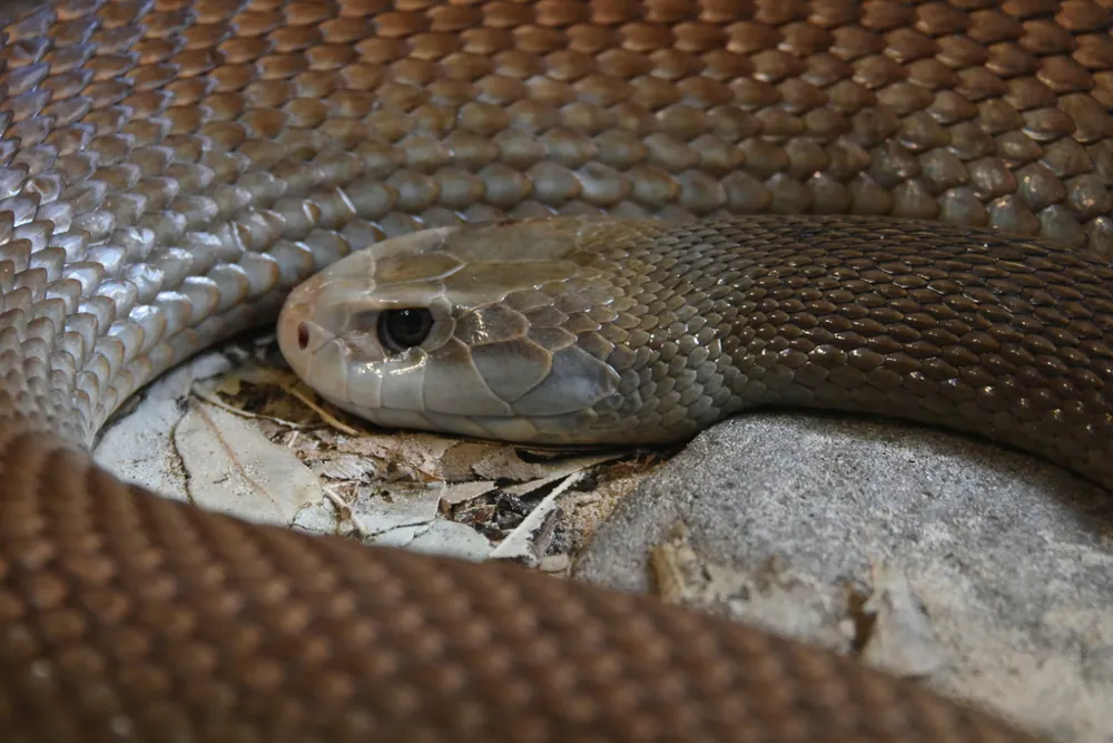 Photo of Coastal taipan