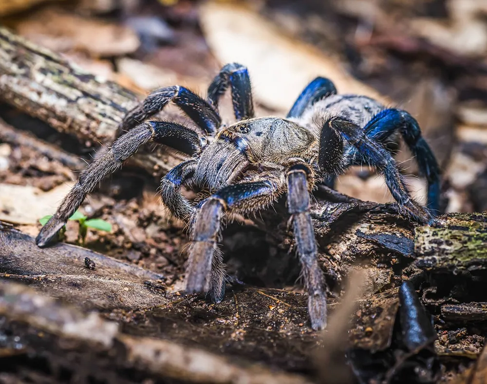 Foto de Cobalt blue tarantula