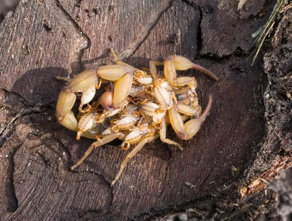 Colima scorpion ఫోటో
