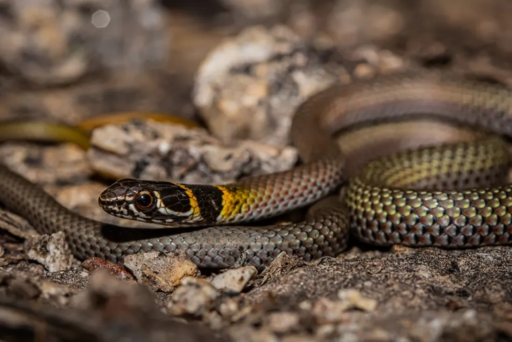 Collared whip snake ఫోటో