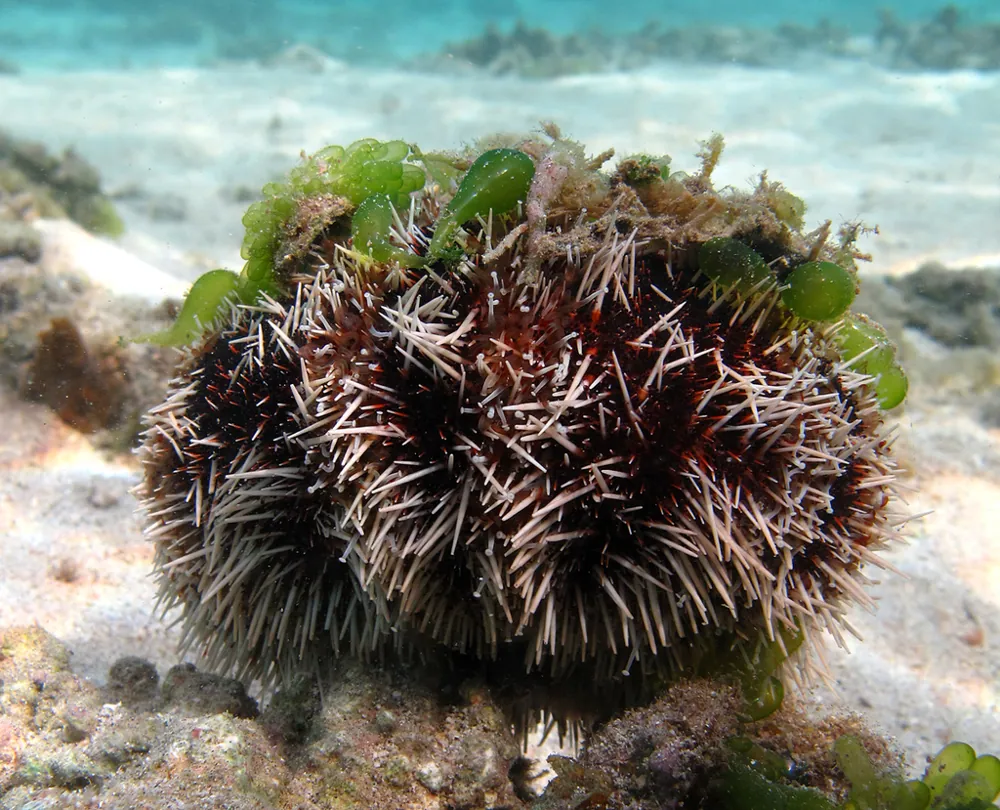 ภาพของCollector urchin