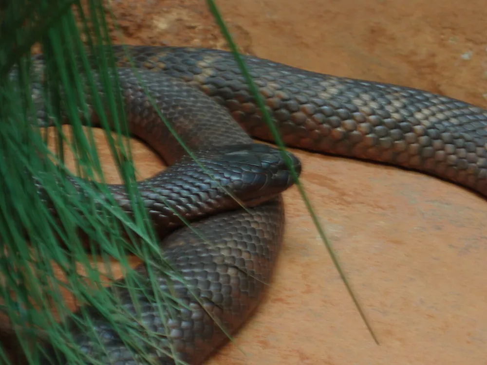 Collett's snake ఫోటో