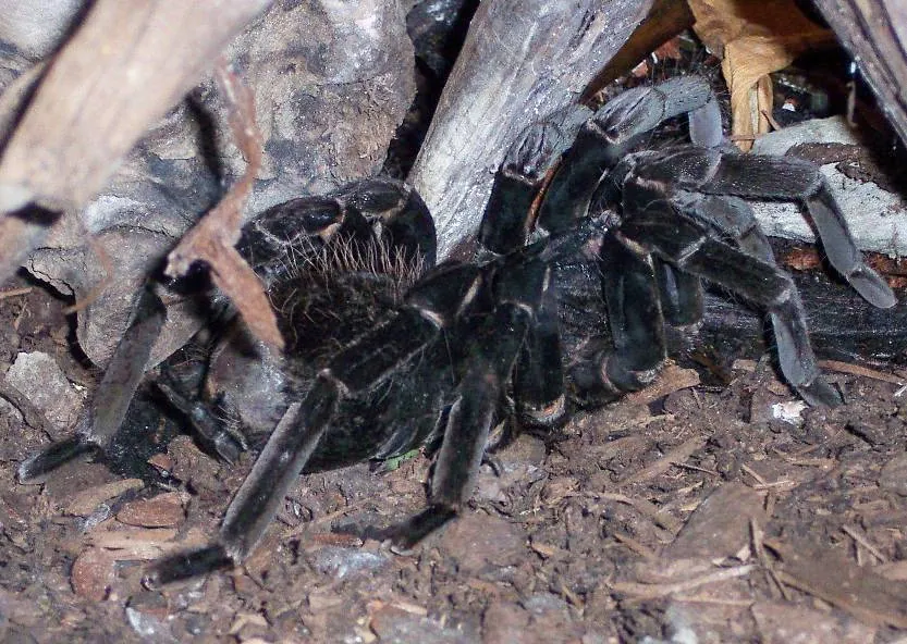 عکس Colombian lesserblack tarantula
