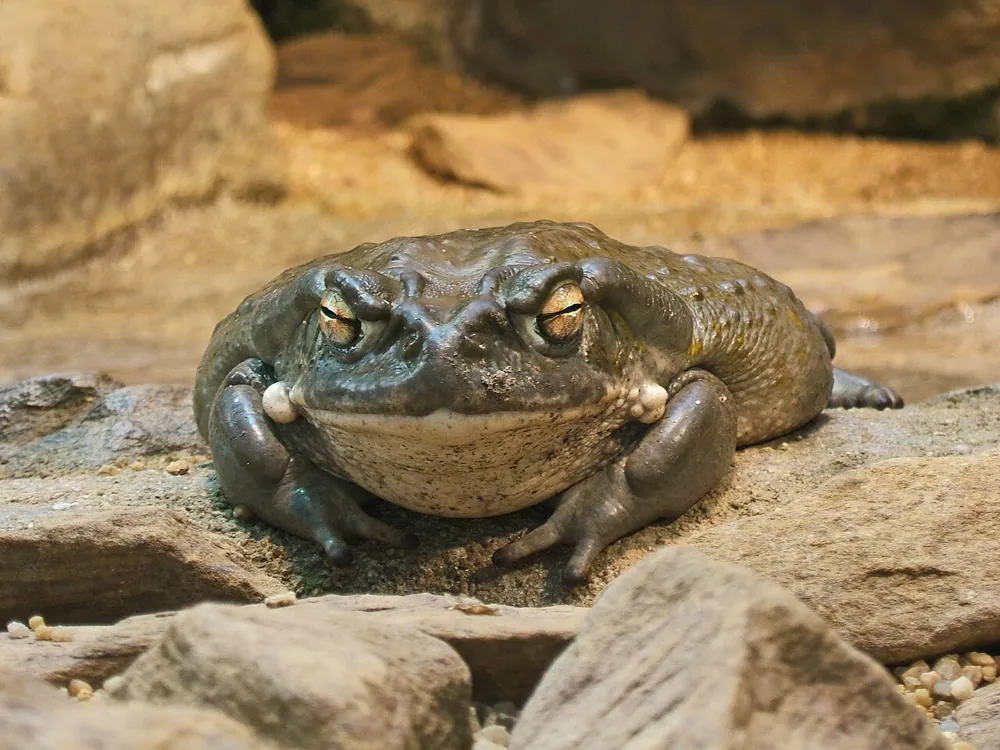 عکس Colorado River toad