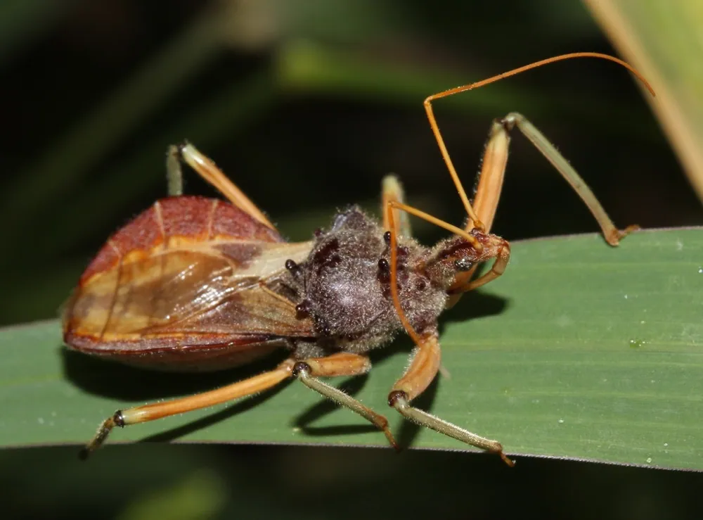عکس Common Australian assassin bug