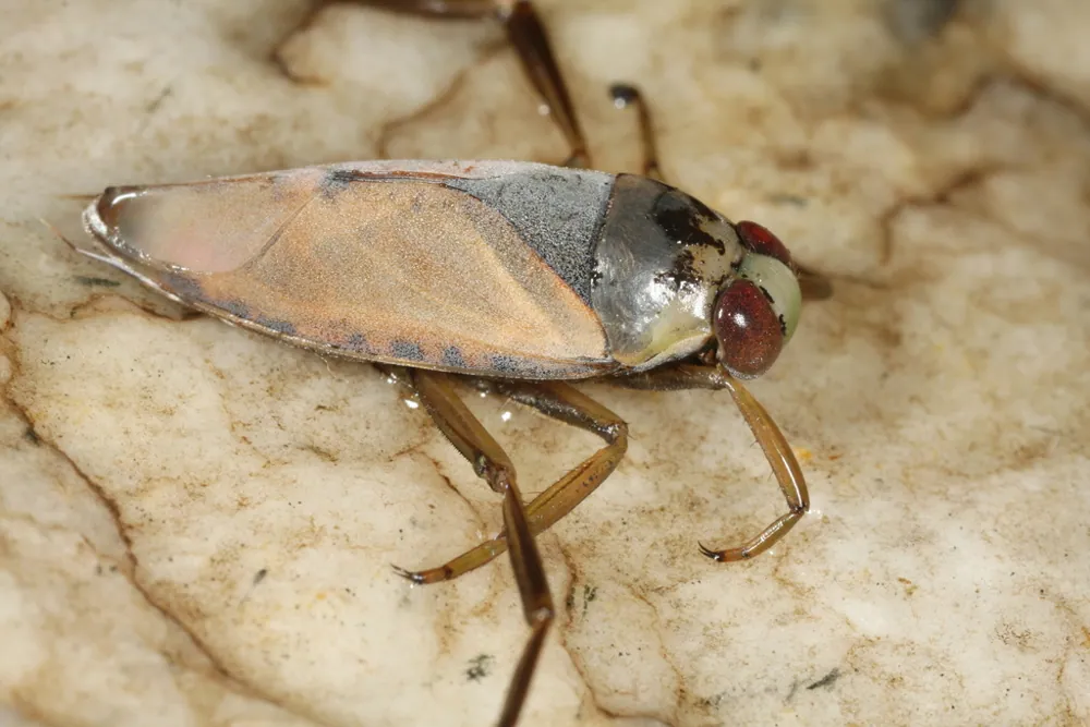 Common backswimmer ఫోటో