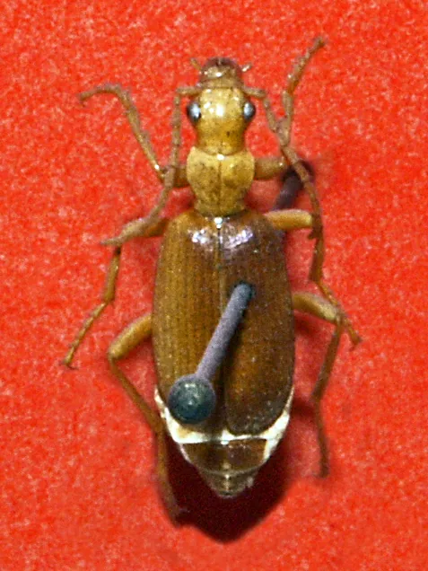 د Common bombardier beetle عکس
