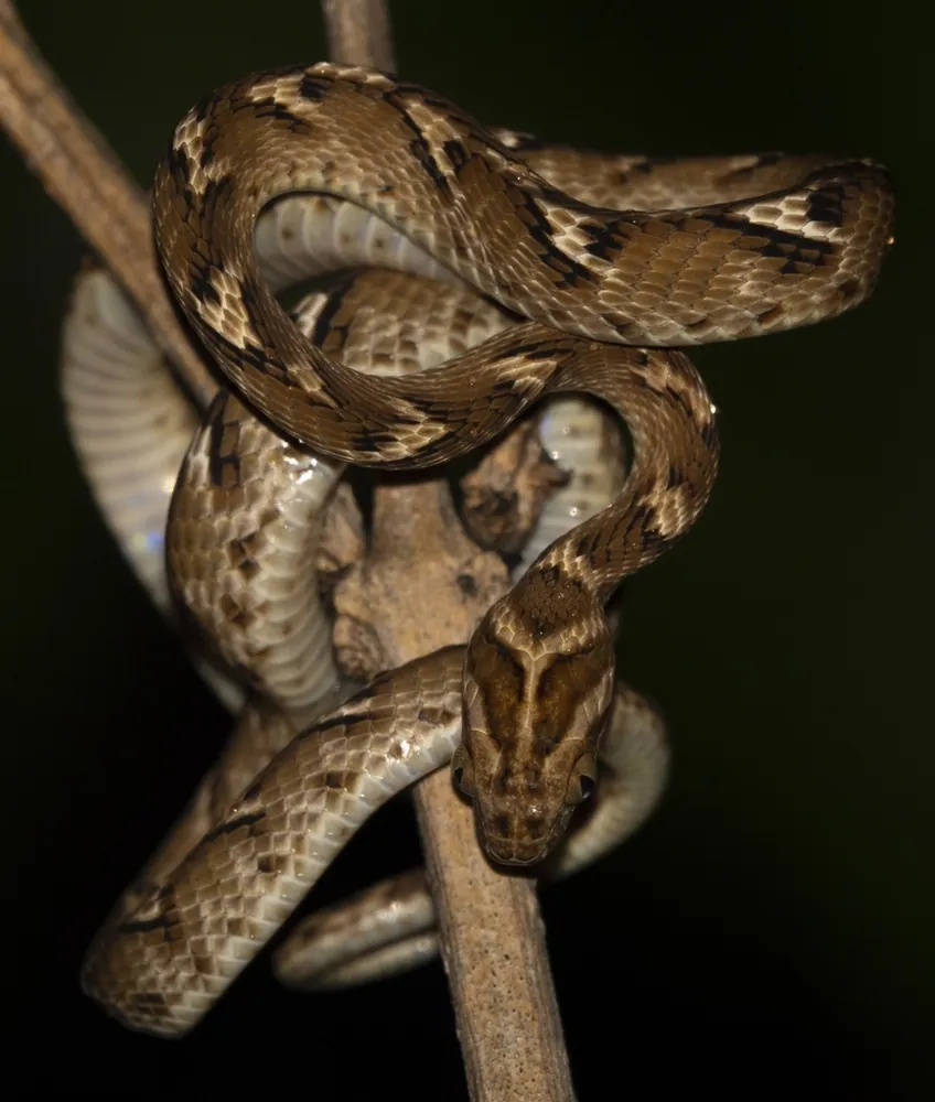 Common cat snake ఫోటో