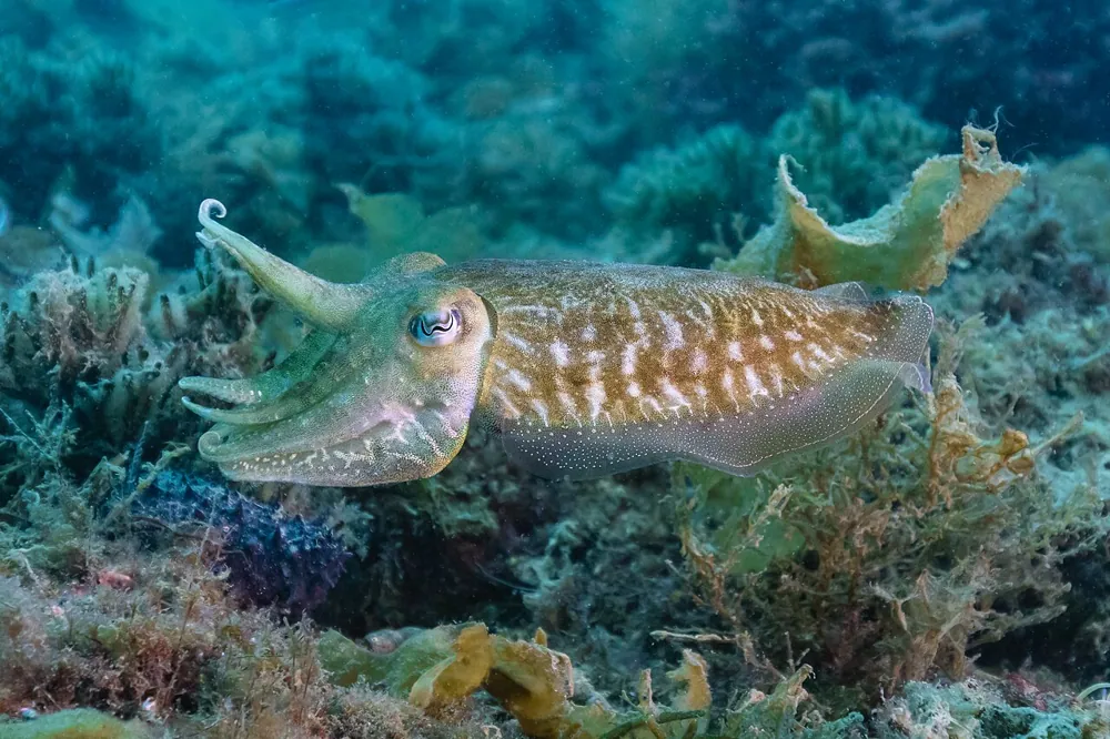 ภาพของCommon cuttlefish
