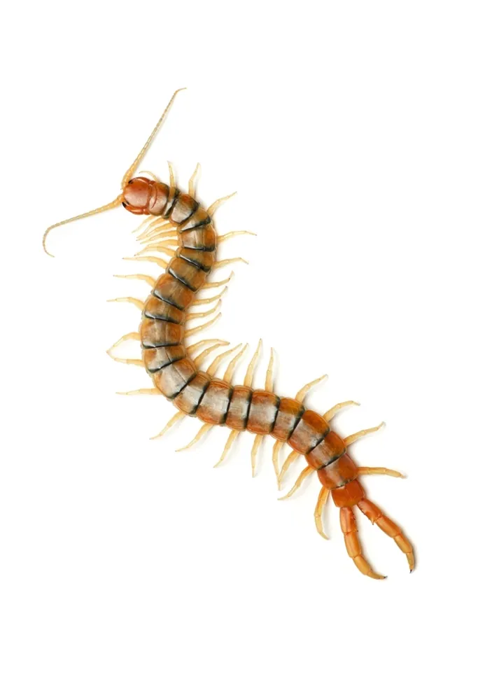 ภาพของCommon desert centipede