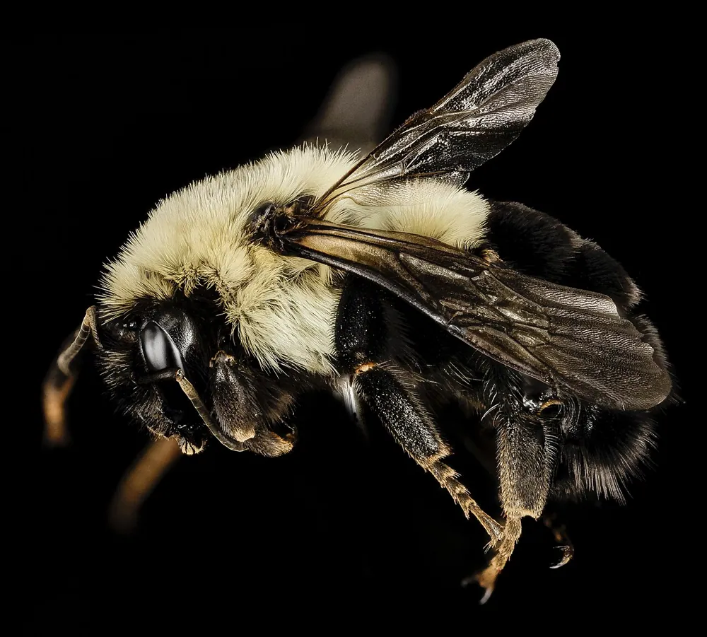 Foto de Common eastern bumble bee