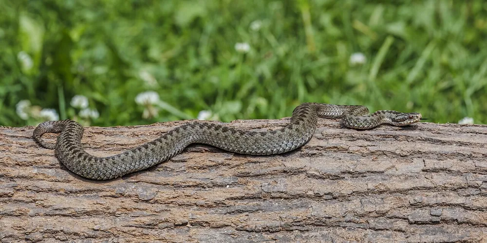 عکس Common European adder