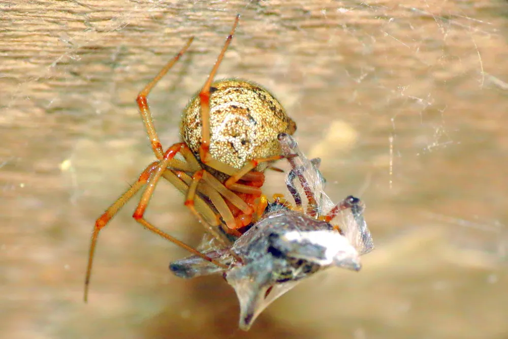 د Common house spider عکس