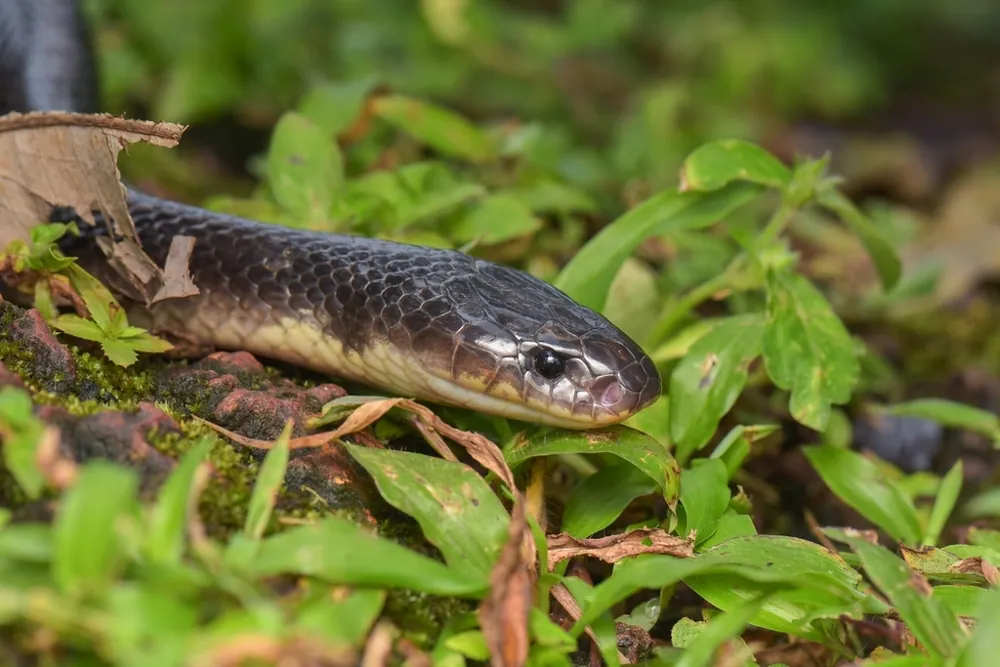 Common krait-এর ছবি