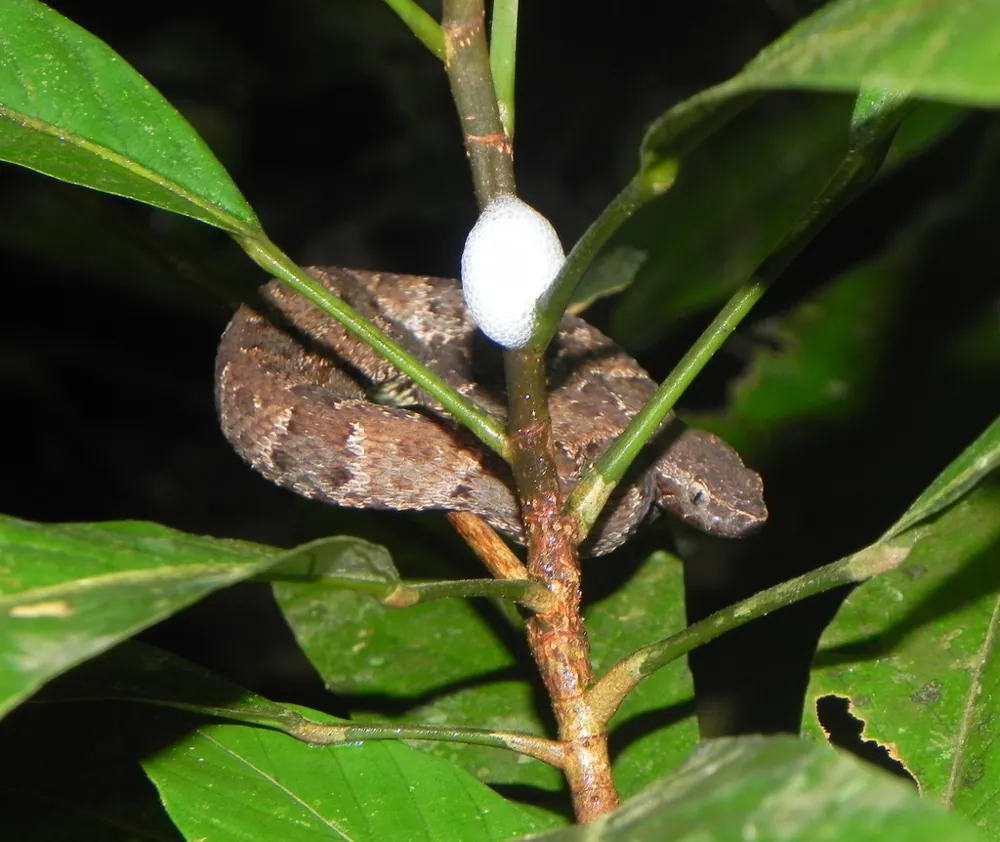 Ảnh Common lancehead