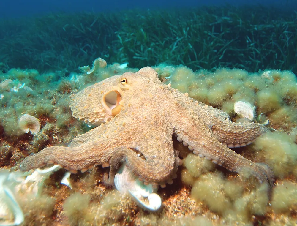 Common octopus ఫోటో