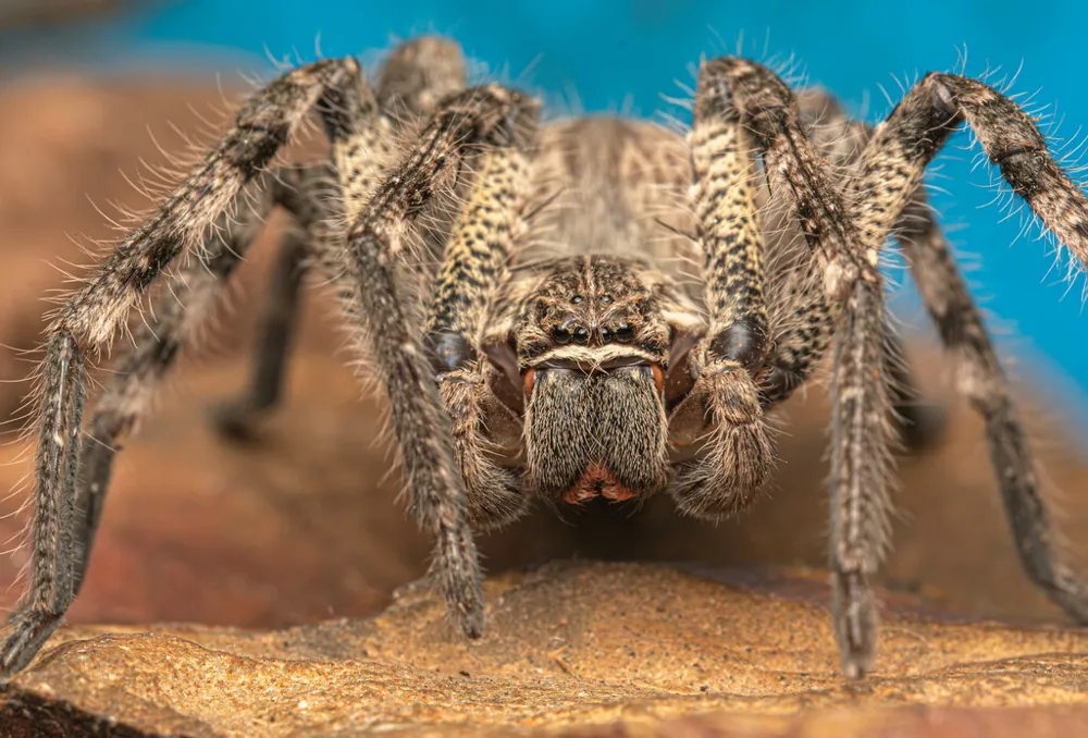 ภาพของCommon rain spider
