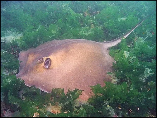ภาพของCommon stingray