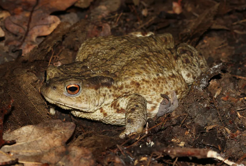 Common toad ఫోటో
