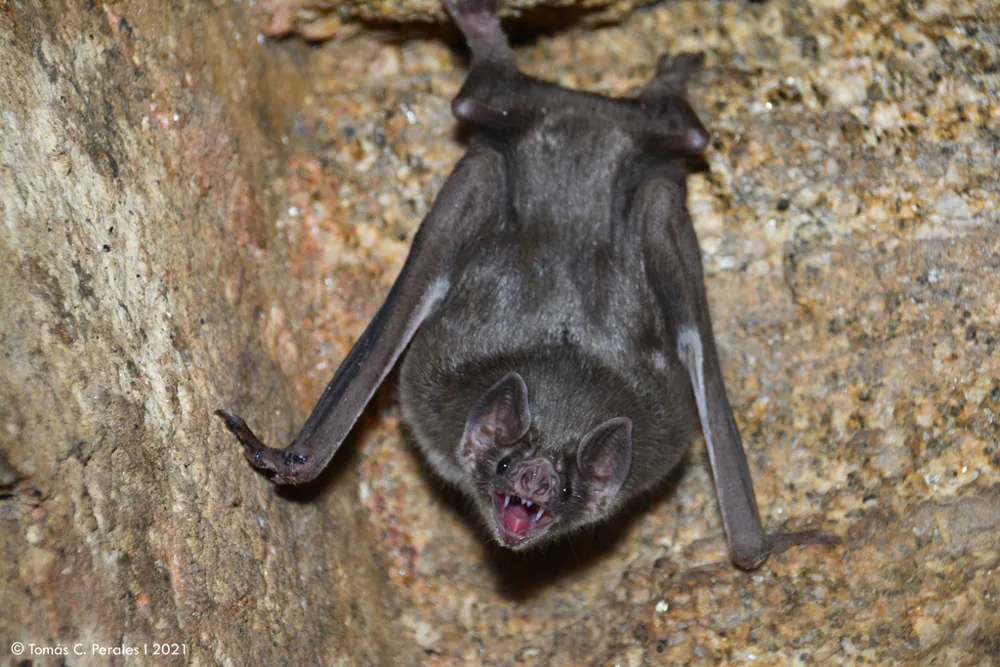 Foto Common vampire bat