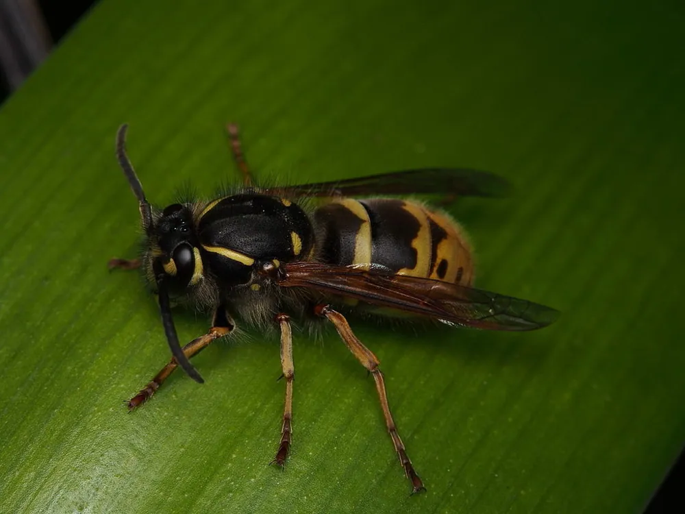 Common wasp ఫోటో