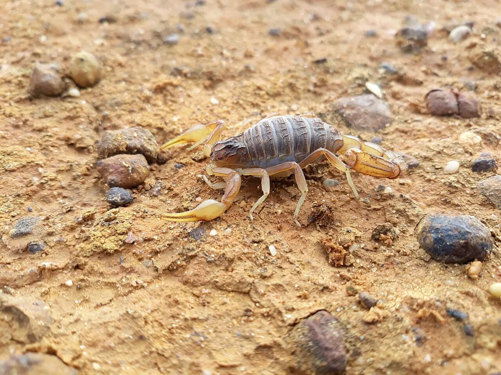 د Common yellow scorpion عکس