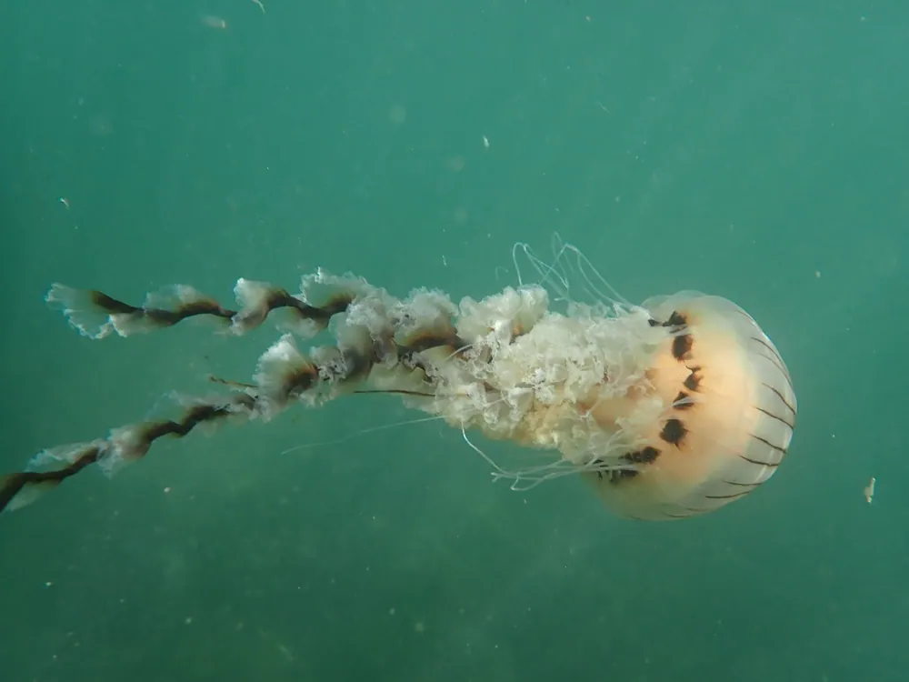 Compass jellyfish ఫోటో