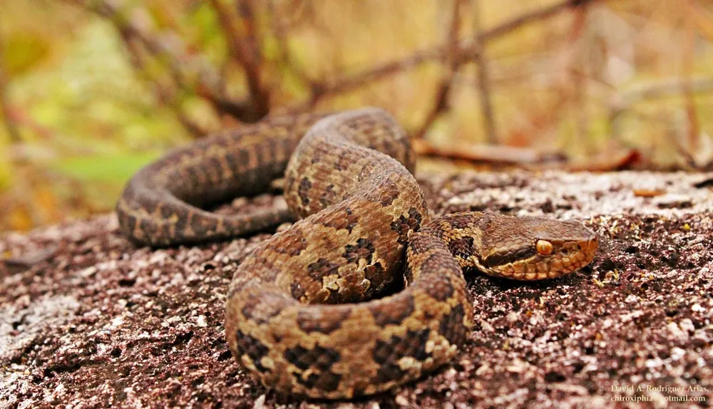 د Costa Rican montane pitviper عکس