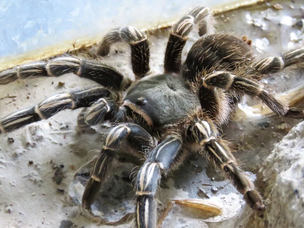 Fotka: Costa Rican zebra tarantula